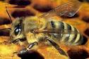 Le api e l'allarmante colony collapse disorder