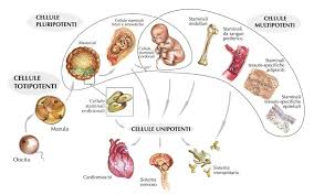 Plutone e il concetto biologico di totipotenza