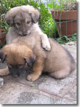 Cuccioli da adottare