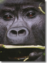 Il Grande Gorilla !