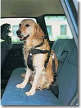 Cintura di sicurezza per cani