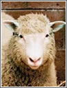 La pecora Dolly 
