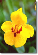 Mimulus: il coraggio di amare