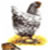 GALLINA